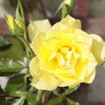 Yellow-rose
